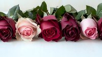 Fresh burgundy and pink roses arranged in line with green leaves on white background, romantic floral composition for wedding and valentines day designs.
