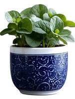 Fresh green plant with textured leaves growing in decorative blue and white ceramic pot featuring ornate swirl pattern design on white background, isolated for easy use.