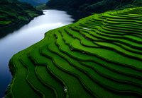 Terraced rice paddies with vibrant green crops cascade down hillside toward winding river, showcasing traditional agricultural landscape and sustainable farming methods.