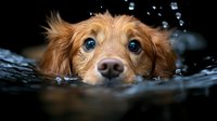 Golden retriever dog swimming in dark water with focused eyes and wet fur, water droplets splashing around head creating dramatic effect. Perfect for pet care advertising.