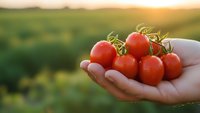 Fresh ripe cherry tomatoes in cupped hands at sunset in agricultural field. Organic farming harvest concept for healthy eating and sustainable agriculture.