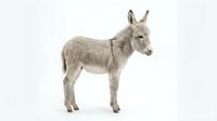 Gray donkey standing in profile isolated on white background for farm animal designs and educational materials.