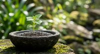 Young green seedling growing in rustic stone bowl on moss-covered surface with natural bokeh background for gardening and growth concepts.