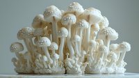 White mushrooms growing in cluster formation against light gray background, artistic macro photography showing delicate details and textures of fungi caps and stems.