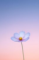Single white cosmos flower with yellow center against pastel pink and purple gradient sky background for spring and summer designs.