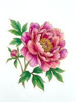 Pink peony with layered petals and golden center, accompanied by green foliage and buds. Isolated botanical illustration suitable for floral designs, textiles, and decorative projects.