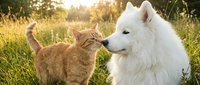 Orange tabby cat and white fluffy dog playing together outdoors in sunny meadow with green grass and trees, friendship between pets.