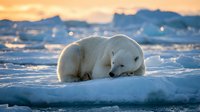 Polar bear resting on ice floe during golden hour sunset in Arctic wilderness. Wildlife photography showcasing endangered species in natural habitat.
