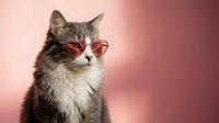 Adorable gray and white tabby cat wearing red heart-shaped sunglasses on pink background for Valentine's Day themed designs and romantic pet photography.