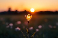 Glowing light bulb flower in meadow at sunset creates magical atmosphere with natural bokeh background and warm evening light. For creative design projects.