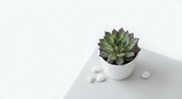 Small succulent plant in white ceramic pot on clean white surface with decorative stones for modern minimalist home decor and interior design projects.