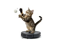 Tabby kitten playing with feather toy on robotic vacuum cleaner, isolated on white background for pet care, technology, and humor design projects.