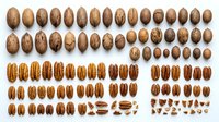Pecan and walnut nuts collection arranged in rows showing whole shells, halves, and kernels isolated on white background for food and culinary design projects.