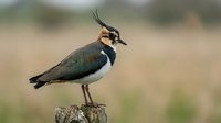 Northern lapwing bird with distinctive black crest feathers perched on wooden post in natural grassland habitat for wildlife photography and nature content.