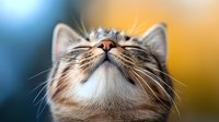 Curious tabby cat looking up with content expression against blurred colorful background, close-up portrait showing whiskers and nose details.