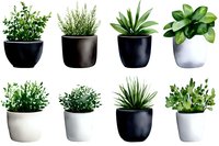 Collection of small potted houseplants in modern ceramic containers isolated on white background. Includes herbs, succulents and decorative greenery arranged in rows.