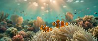 Clownfish swimming among sea anemone tentacles in vibrant coral reef ecosystem with sunlight filtering through turquoise water, suitable for marine life and ocean conservation content.