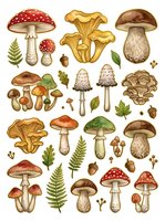 Botanical illustration of various mushroom and toadstool species with ferns and foliage, isolated on white background. Suitable for educational materials, design projects, and nature publications.