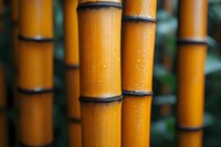 Golden bamboo stalks with dark nodes in close-up view showing natural texture and patterns, creating zen atmosphere for wellness and spa designs.