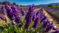 Purple lavender flowers blooming in agricultural field with rows stretching to horizon under clear blue sky creating peaceful countryside landscape.