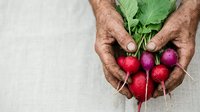 Male farmer with weathered hands holding fresh red radishes with green stems and soil, isolated on white background for agricultural and organic produce concepts.