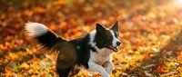 Energetic border collie dog running through colorful autumn leaves with warm sunlight creating magical golden hour atmosphere in fall park setting.