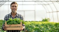 Caucasian male farmer in his forties wearing plaid shirt holding wooden crate of fresh green lettuce in greenhouse with rows of crops behind him.