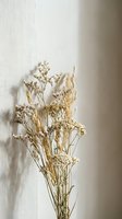 Dried flower bouquet with delicate beige and cream blooms casting soft shadows on textured white wall in natural light for home decor and botanical styling.