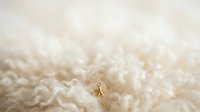 Tiny insect crawling through fluffy white cotton fibers, macro photography capturing detailed texture and depth of field for nature and wildlife content.