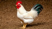 White rooster with bright red comb and green-black tail feathers standing proudly on brown soil, side view of domestic fowl displaying natural poultry behavior.