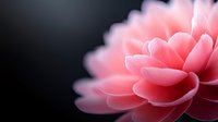 Delicate pink flower petals creating soft layered pattern against dark background, macro photography with selective focus for romantic and elegant designs.