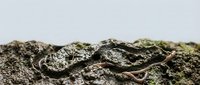 Close-up of textured bark with green moss and lichen growth, isolated on white background for design and nature projects.