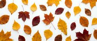 Colorful autumn leaves in shades of yellow, orange, and red arranged on a white background, isolated for design use.