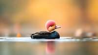 Red-crested pochard duck swimming on calm water with golden bokeh background, reflection visible on water surface.