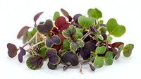 Microgreens mix with purple and green seedlings isolated on white background, ready for culinary and design applications.