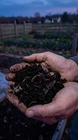 Farmer hands holding rich dark compost soil with earthworms at twilight in organic garden. Sustainable agriculture and natural fertilizer concept.