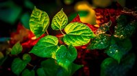 Vibrant green leaves with red foliage and water droplets create a striking nature composition. Ideal for botanical, environmental, and seasonal design projects.