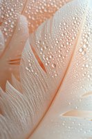 Delicate peach feather with morning dew drops in macro photography. Pure natural texture showing detailed water droplets on soft plumage surface creates serene atmosphere.