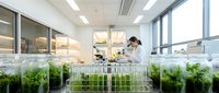 Female scientist conducting plant research in modern laboratory with green seedlings growing in glass containers for biotechnology experiments.