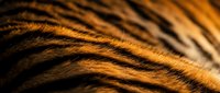 Close-up macro shot of tiger fur with distinctive orange and black stripes showing natural texture and pattern details for wildlife and nature projects.