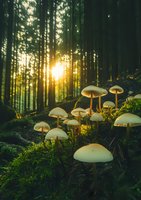Glowing white mushrooms in mystical forest at sunset, sunbeams filtering through pine trees creating magical atmosphere on mossy ground. Nature photography.