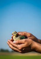Hands holding young duckling with green plumage against clear blue sky, representing wildlife care, conservation, and gentle animal handling for educational and environmental projects.