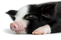 Sleeping black and white piglet close-up on white background showing pink snout and peaceful expression, isolated photo suitable for farm animal and livestock designs.