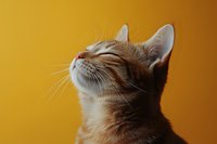 Ginger cat looking up against vibrant yellow background, close-up portrait showing whiskers and facial features in soft natural lighting. Pet photography concept.