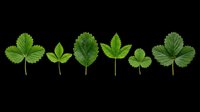 Fresh green strawberry leaves set isolated on transparent background, ready for t-shirt design, stickers, clipart, print on demand, and sublimation projects.