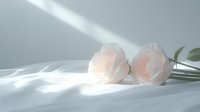 Delicate pink roses lying on white silk fabric with soft natural sunlight casting gentle shadows, creating romantic and serene minimalist composition.