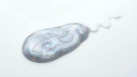 Microscopic organism with elongated body and flagella tail, isolated on white background, suitable for scientific, medical, educational, and biological design projects.