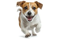 Friendly Jack Russell terrier dog running toward camera with happy expression on white background, isolated for commercial design use.