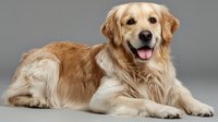 Golden retriever dog lying down with tongue out on gray background isolated for pet care and animal photography projects.