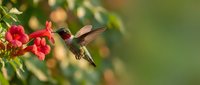 Ruby-throated hummingbird feeding on bright red trumpet flowers in natural garden setting with soft bokeh background for wildlife photography.